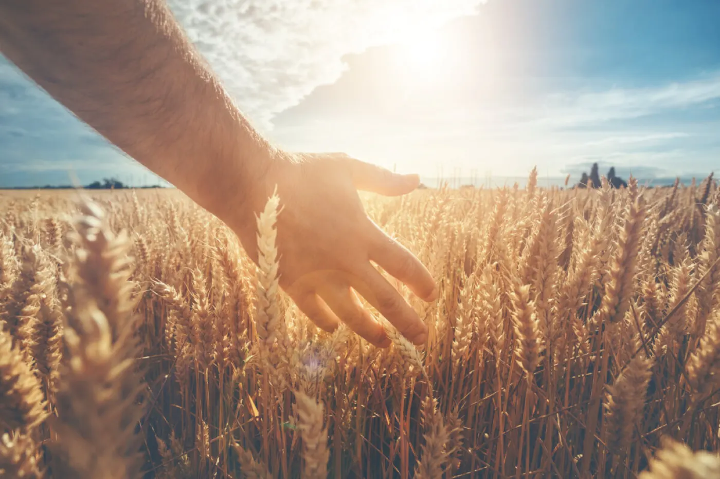 Hand hält Getreideähren über einem Feld